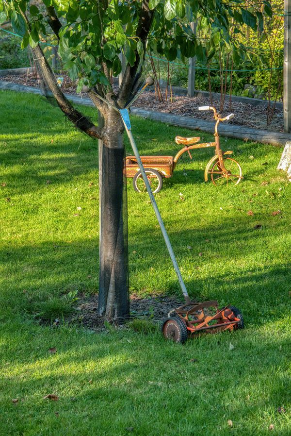 A green lawn with a tree in a garden